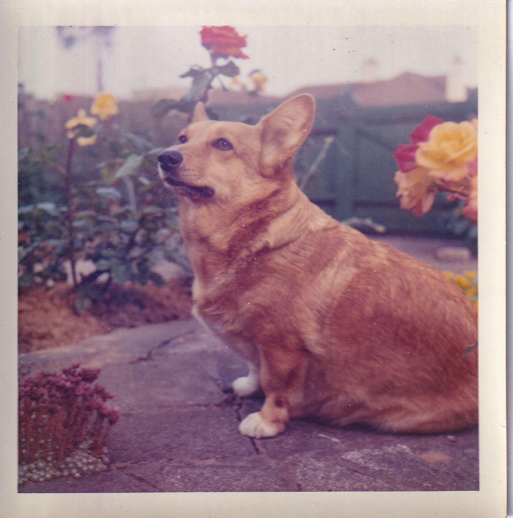 Corgi in garden